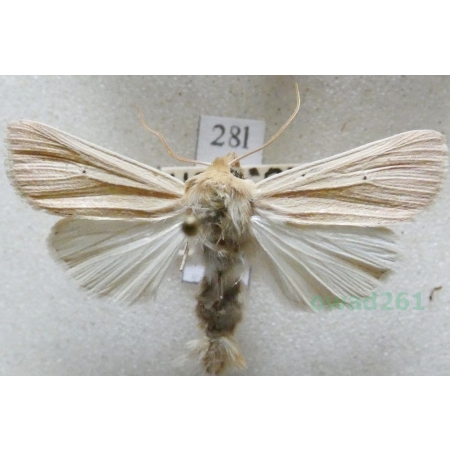 Mythimna pallens (Linnaeus, 1758) Mokradlica blednica Czech28l